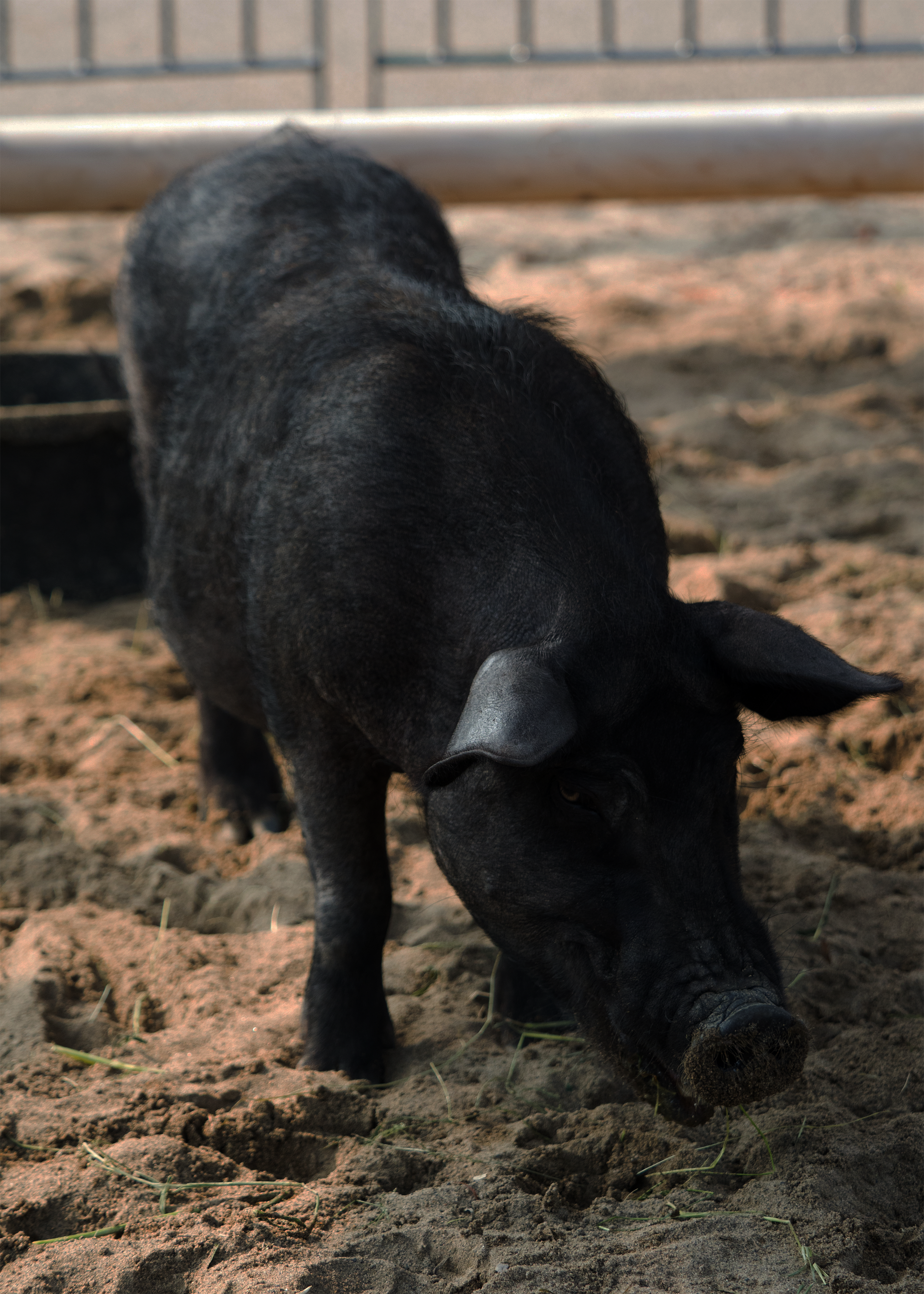 ③貧血予防に役立つ働き